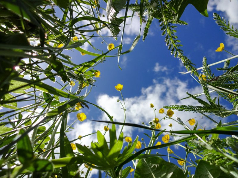 Das Gras von unten Wachsen&nbsp;sehen